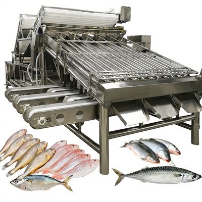 ราคาดี เครื่องคัดแยก Saury อัตโนมัติ Zolim ความเร็วสูง Roller Grader ผู้ประกอบการ 1 คนอุปกรณ์ปรับขนาดอาหารทะเลปลาขนาดเล็ก ออนไลน์