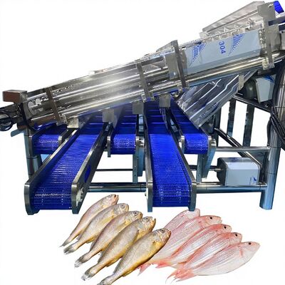 ราคาดี เครื่องปรับขนาดซาร์ดีนที่มีผลผลผลิตสูง มี 12 รอลเลอร์ สายปรับขนาดซาร์ดีนอัตโนมัติ สายปลา รอลเลอร์ เครื่องประเภทปลา ออนไลน์