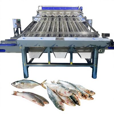 ราคาดี เครื่องคัดกรองพลาสติก คอนเวียร์ Saury เครื่องคัดกรอง Croaker เหลือง เครื่องคัดกรองปลา Zolim เครื่องคัดกรองปลาสําหรับโรงงานปลา เครื่องคัดกรองปลา ออนไลน์