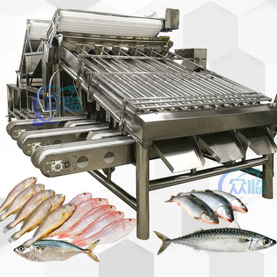 ราคาดี สแตนเลส 304 สีเหลือง Croaker Grader 12pcs รอลเลอร์ ซาร์ดีน Mackerel Grader ออนไลน์