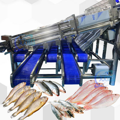ราคาดี เครื่องคัดขนาดปลาซาร์ดีนผลผลิตขนาดใหญ่พร้อมสายคัดเกรดปลาซาร์ดีนอัตโนมัติ 12 ลูกกลิ้ง ออนไลน์