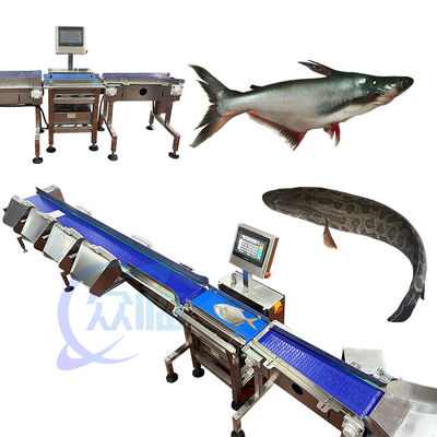 Anti Corrosion Fish Weight Grader เครื่องจัดลําดับน้ําหนักปลาอัตโนมัติ
