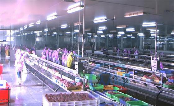 ราคาดี 3.03KW สายการผลิตการแปรรูปปลา แพลตฟอร์มการประกอบ สายการผลิตการตัดหัวปลา ออนไลน์