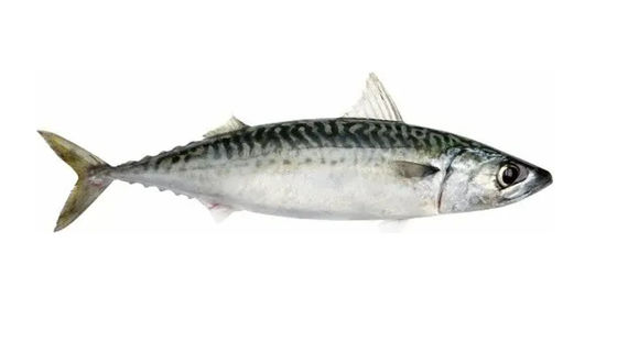 สี่สไตล์ อัตโนมัติ สายการจัดลําดับปลา Pelagic และการจัดลําดับปลาขนาดเล็ก อุปกรณ์