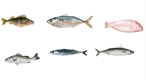 สี่สไตล์ อัตโนมัติ สายปลาขนาดและการจัดลําดับ Mackerel สายด้วยความเร็วสูง