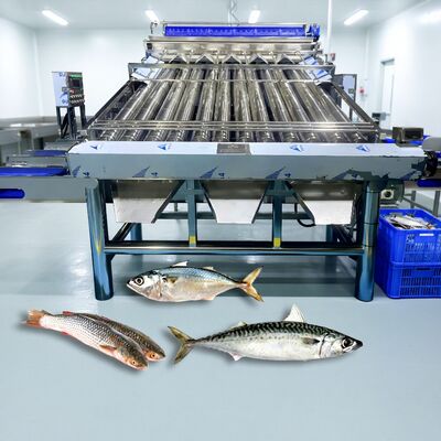 ราคาดี สแตนเลส 304 ลูกกลิ้งปลา Sorter Croaker Grader Zolim Sardine Sorting เครื่อง Mackerel Grader ปลาขนาดเล็กขนาดเครื่อง ออนไลน์