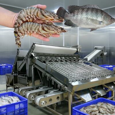 ราคาดี ทนทานกุ้งเครื่องคัดเกรด 4.9KW ปลาเครื่องคัดแยกสำหรับพืชอาหารทะเลกุ้งอัตโนมัติขนาดสาย Zolim Fish Grader ออนไลน์