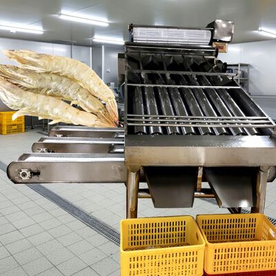 ราคาดี 4.9KW รอลเลอร์ Shrimp Sorter SUS304 Shrimp Grading Machine โซลิม อัตโนมัติ Shrimp Grader เครื่องปรับขนาด Shrimp ที่ดีที่สุดสําหรับอาหารทะเล ออนไลน์